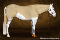 Horse Color:Red Dun Splash 