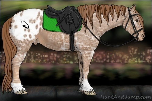 Horse Color:Chestnut Ice Appaloosa 