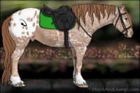 Horse Color:Chestnut Ice Appaloosa