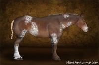 Horse Color:White Spotted Liver Chestnut 