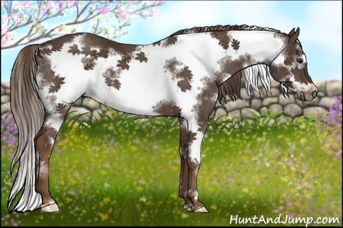 Horse Color:White Spotted Liver Chestnut Frame 