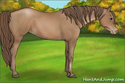 Horse Color:Black Pearl 