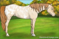 Horse Color:Buckskin Roan Pearl Appaloosa 