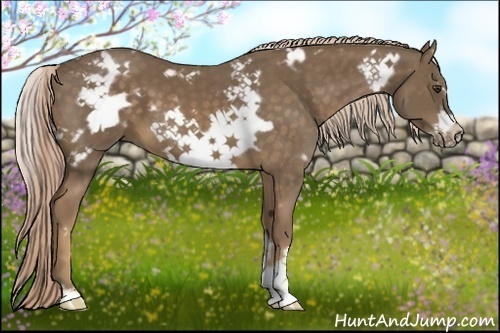 Horse Color:White Spotted Chocolate Palomino Frame 