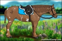 Horse Color:White Spotted Chestnut