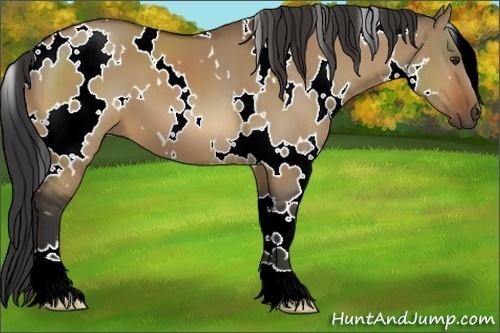 Horse Color:White Spotted Brown Dun