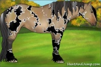 Horse Color:White Spotted Brown Dun