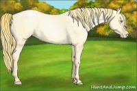 Horse Color:Buckskin Roan Pearl 