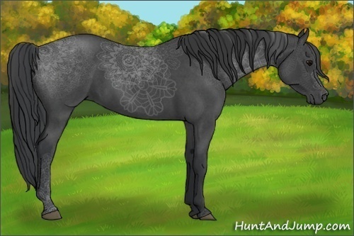 Horse Color:Blue Roan 