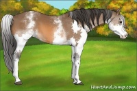 Horse Color:White Spotted Bay Splash