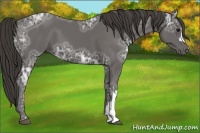 Horse Color:Smoky Black Ice 