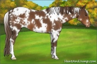 Horse Color:White Spotted Liver Chestnut Appaloosa