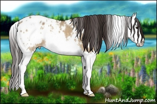 Horse Color:White Spotted Bay Dun Splash Appaloosa