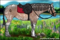Horse Color:Bay Ice 
