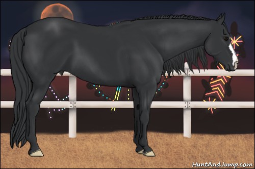 Horse Color:Black 