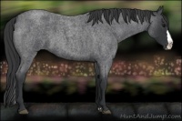 Horse Color:Blue Roan Splash Rabicano 
