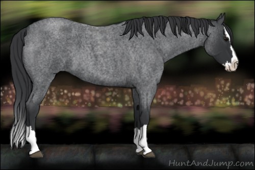 Horse Color:Blue Roan Splash 