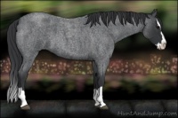 Horse Color:Blue Roan Splash 