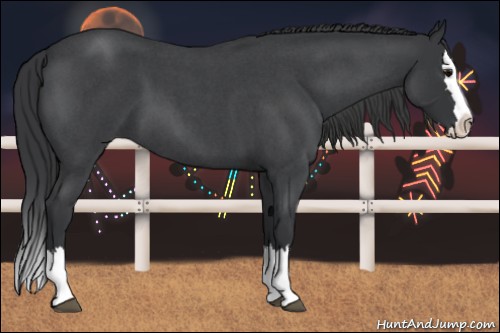 Horse Color:Blue Roan Splash 