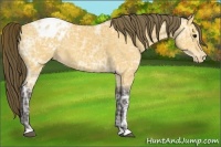 Horse Color:Buckskin Ice Appaloosa 