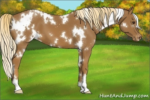 Horse Color:White Spotted Chestnut Appaloosa 