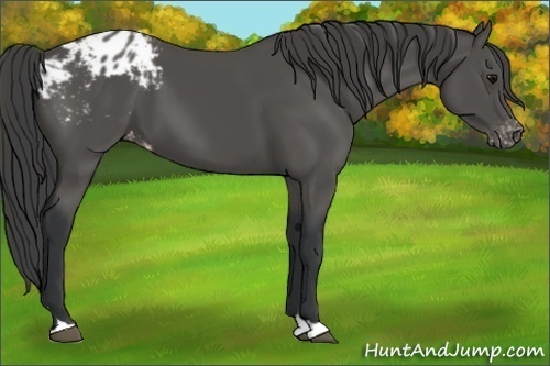 Horse Color:Black Appaloosa