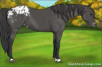Horse Color:Black Appaloosa 