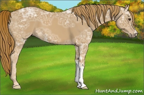 Horse Color:Chestnut Ice 