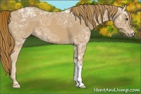 Horse Color:Chestnut Ice 