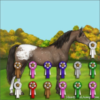 Horse Color:Gray Black Pearl Appaloosa