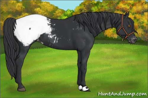Horse Color:Black Appaloosa 
