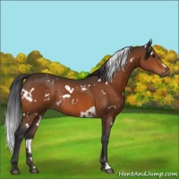 Horse Color:White Spotted Bay Rabicano