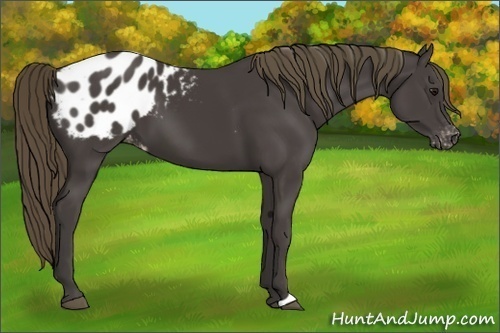 Horse Color:Smoky Black Appaloosa 