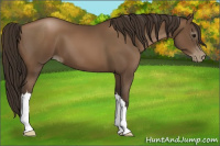 Horse Color:Gray Black Pearl