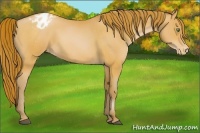 Horse Color:Bay Pearl Appaloosa 