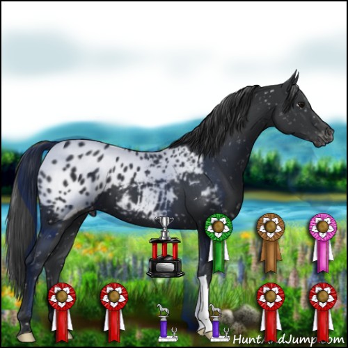 Horse Color:Black Appaloosa 