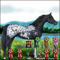 Horse Color:Black Appaloosa