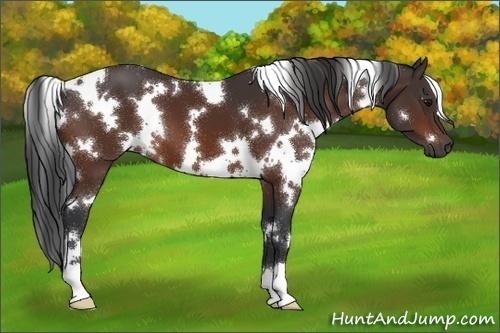 Horse Color:White Spotted Brown