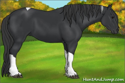 Horse Color:Black Tobiano Rabicano 