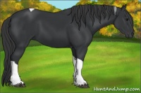 Horse Color:Black Tobiano Rabicano 