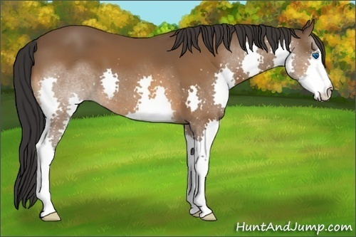 Horse Color:Bay Splash 