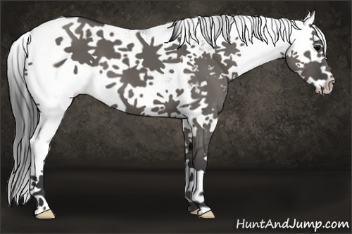 Horse Color:Grullo Sabino 