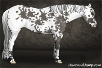 Horse Color:Grullo Sabino 