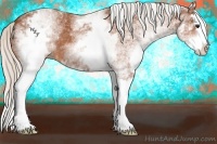 Horse Color:White Spotted Silver Bay Splash Appaloosa 
