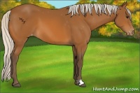 Horse Color:Silver Bay Appaloosa 