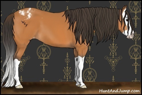 Horse Color:Bay Splash Appaloosa