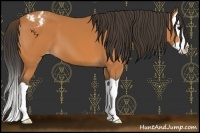 Horse Color:Bay Splash Appaloosa 
