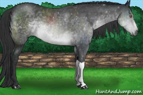 Horse Color:Brown Chinchilla