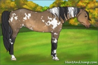 Horse Color:White Spotted Brown Dun 
