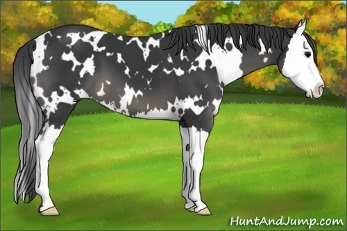 Horse Color:White Spotted Black Splash 
